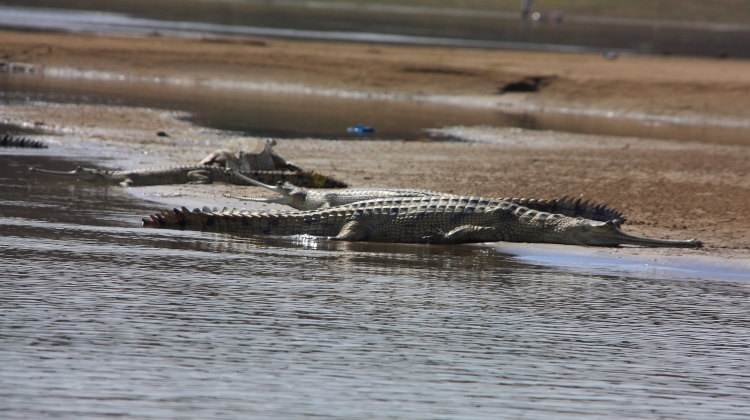 Taj Mahal with Chambal Safari Tour